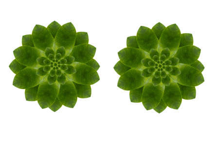 Idea from leafの写真素材