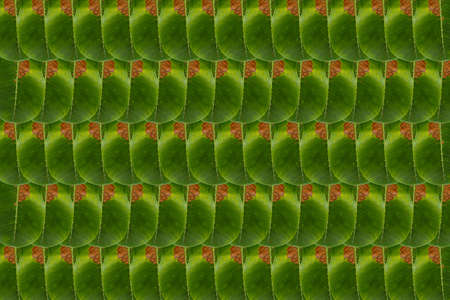 Idea from leafの写真素材