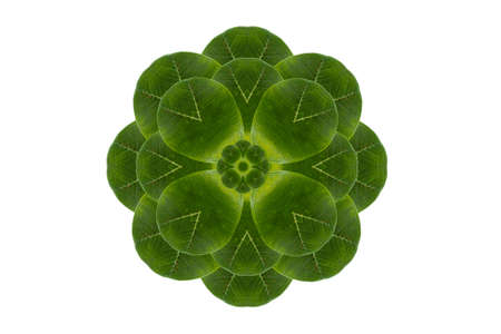 flower  from leafの写真素材