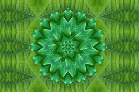Idea from leaf.の写真素材