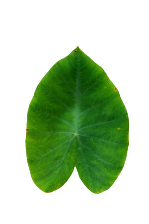Green leaf on white backgroundの写真素材