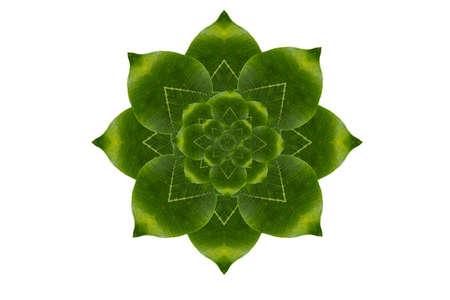 Idea form leaf.flower  conceptの写真素材