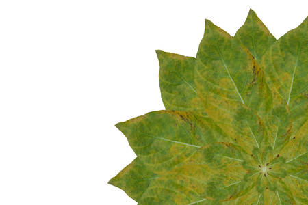 Idea from leafの写真素材