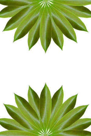 Idea from leafの写真素材