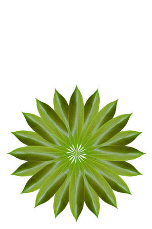 Idea from leafの写真素材