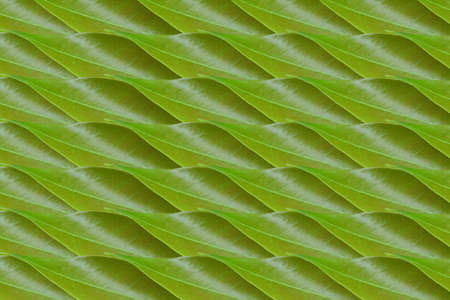 Idea from leaf Pattern conceptの写真素材