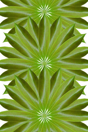 Idea from leafの写真素材