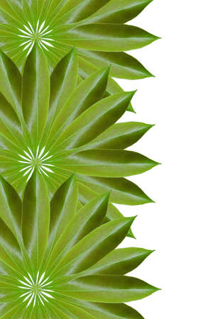 Idea from leafの写真素材
