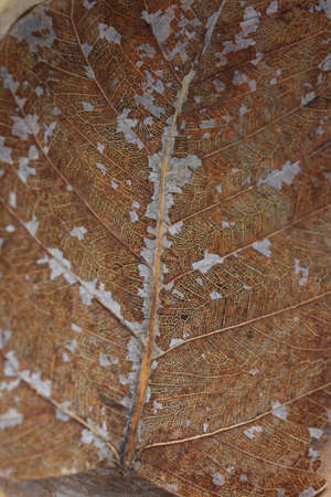 Dry leaf closeの写真素材