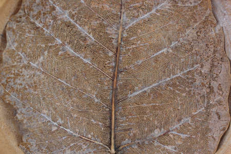 Dry leaf closeの写真素材