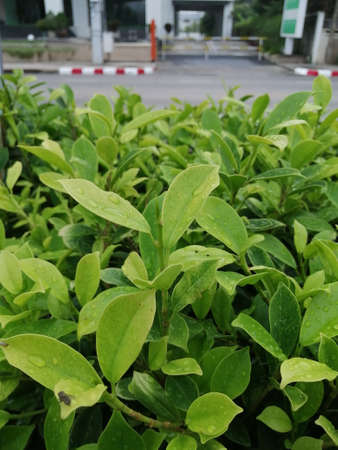 Green leaves after the rain closeの写真素材