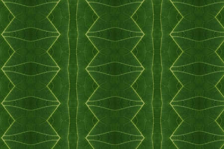 Patterns made from leaf ideas close.の写真素材