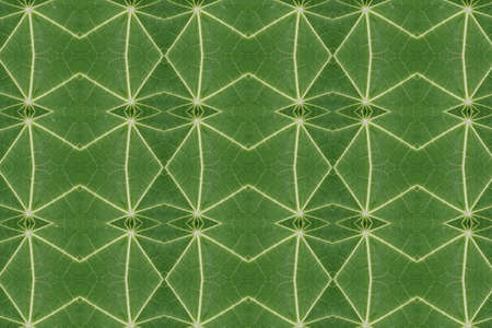 Patterns made from leaf ideas close.の写真素材