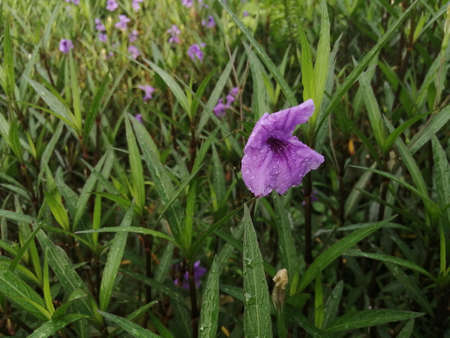 Purple flowers after the rain in the parkの写真素材