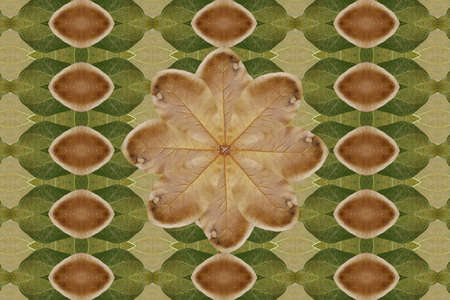 Create a pattern for leafの写真素材