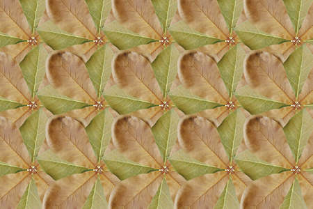 Create a pattern for leaf