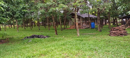 Landscape view of grass lawn in the park with trees in the backgroundの写真素材