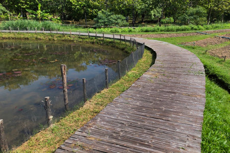 Wooden walkway in the park with water lily pond.の写真素材