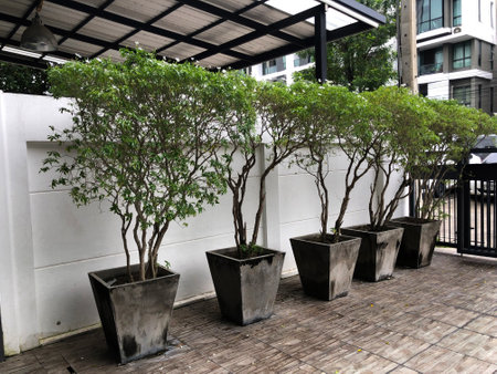 Small trees in pots at the entrance of the building, Thailand.の写真素材