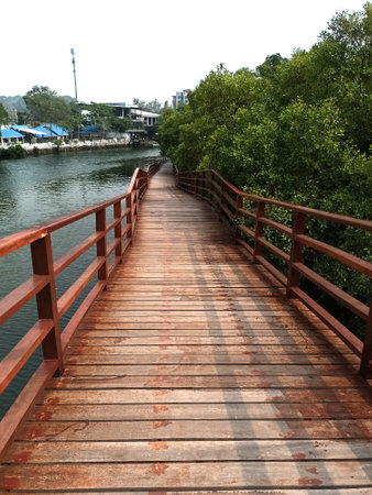 Wooden bridge in the mangrove forest at the sea.の写真素材