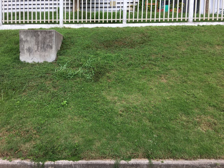 Green grass on the lawn in front of a white wooden fence.の写真素材