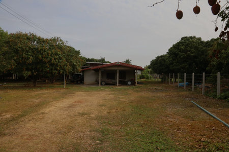 Lychee farm house surrounded by orchard trees in countrysideの写真素材