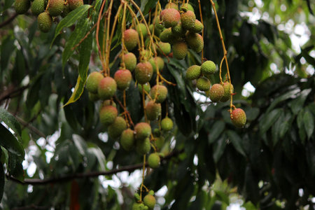 Close-up of lychees ripening on a tree branch in tropical orchard.の写真素材