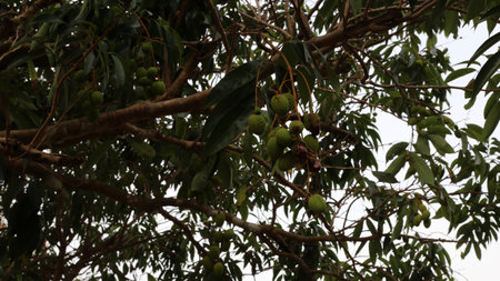 Lychees on tree silhouette against bright sky in tropical orchardの写真素材