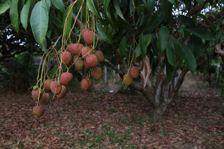 Small lychee cluster on branch in quiet orchard settingの写真素材