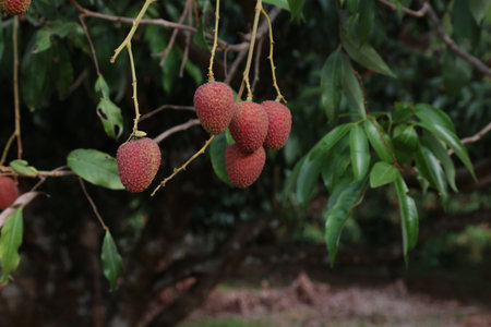 Close-up of ripe lychees hanging from branch in orchardの写真素材