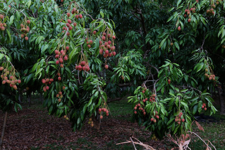 Lychee orchard during fruiting season in rural Thailandの写真素材