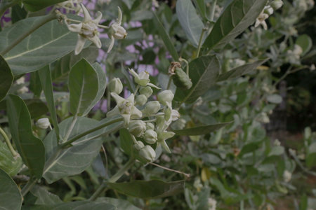 Close-up of budding white calotropis gigantea flowers in gardenの写真素材