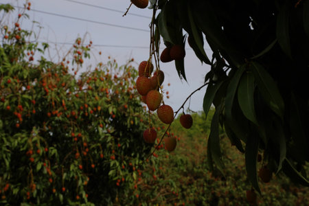 Lychees hanging from tree in shadowed view of orchardの写真素材