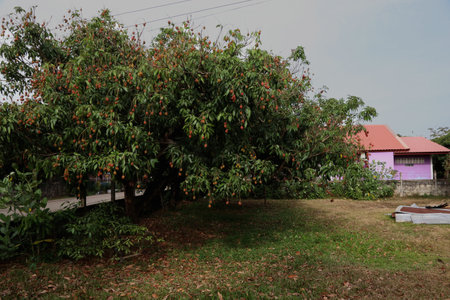 Large lychee tree in front of a house in rural Thailandの写真素材