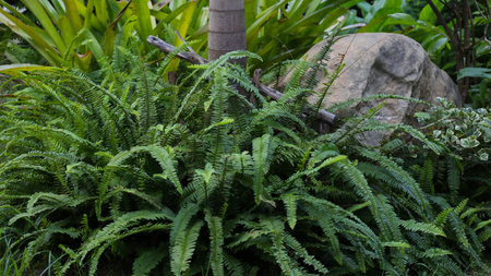 Dense Ferns in a Garden.の写真素材