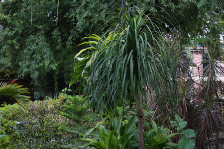 Lush Tropical Garden with Various Plantsの写真素材