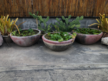 Plants in pots on the cement floor in the garden, Thailand.の写真素材