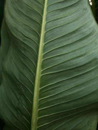 Close up of green leaf texture background. Natural pattern, wallpaper.