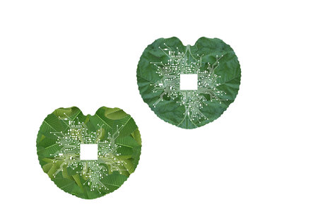 Circle of green leaf in the form of heart isolated on white background
