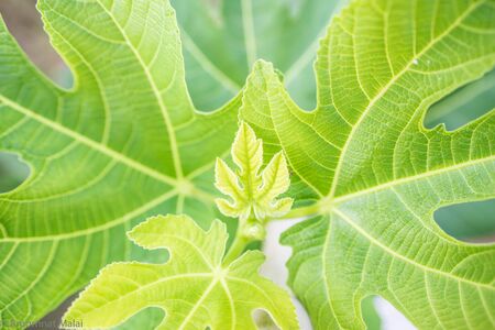 The Figs tree are have green leaves and green branch selective focus.の写真素材