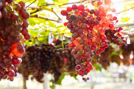 grapes growing on the bushes. It has a sweet taste.の写真素材
