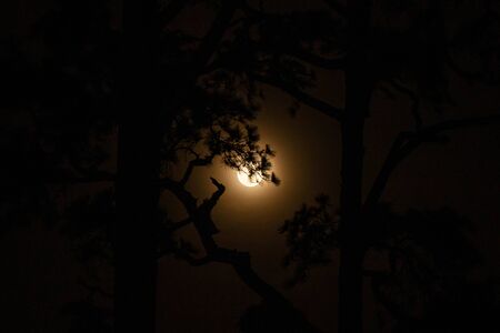 The tree at night with the moon background.