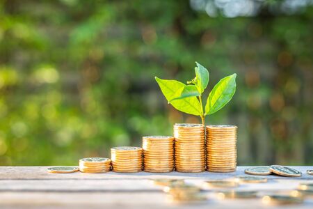 Finance and Investment concept. Growing Money and plant on coins