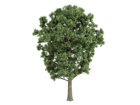 Rendered 3d isolated poplar