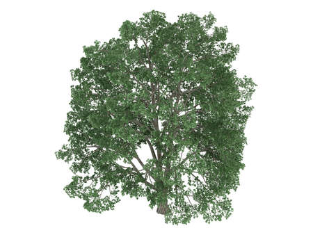 Rendered 3d isolated linden (Tilia)の写真素材