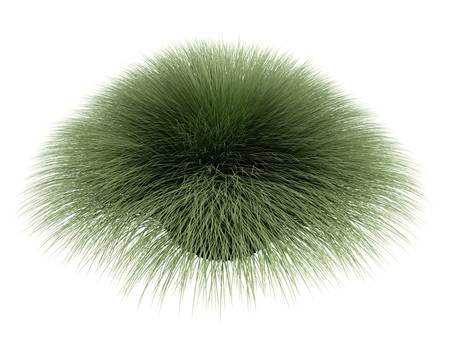 Rendered 3d isolated deergrass (Muhlenberga rigens)の写真素材
