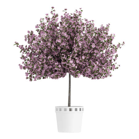 Studio shot of beautiful purple home plant isolated on white backgroundの写真素材