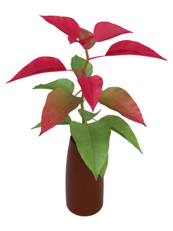 Home plant with green and red leaves isolated on white backgroundの写真素材