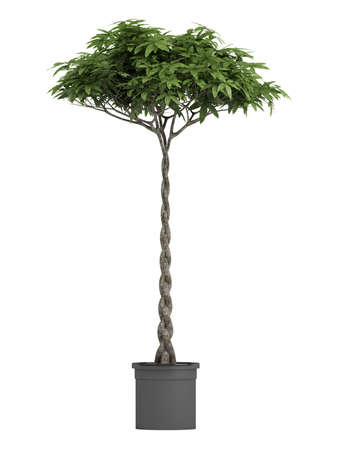 Pachira, otherwise known as the money tree, with a braided stem growing in a container for symbolic good luck in the house or business isolated on whiteの写真素材