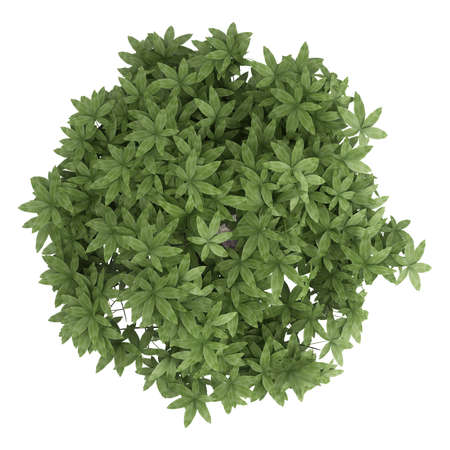 Pachira, otherwise known as the money tree, with a braided stem growing in a container for symbolic good luck in the house or business isolated on whiteの写真素材